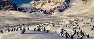 The Adélie Penguin colony in Happy Feet