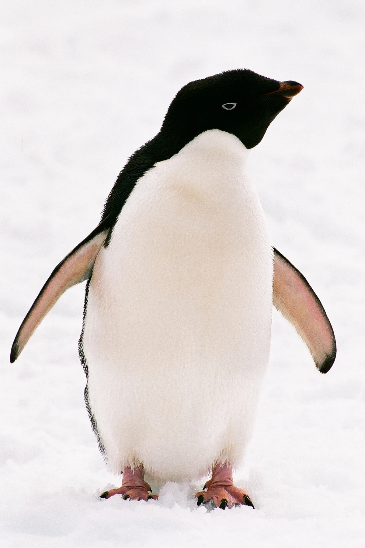 What is a Penguin? – Penguin Habitats, Diet \u0026 More – Twinkl, image size:1200x1798