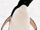 Adélie Penguin