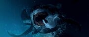 The Leopard Seal almost eating Mumble