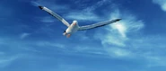 Albatross screencap 2.png (822 KB)