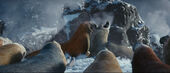 Elephant Seals fighting.