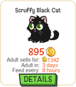 Scruffy Black Cat New