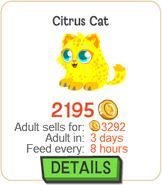 Citrus Cat