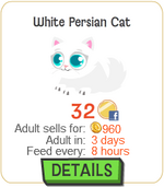 White Persian Cat New