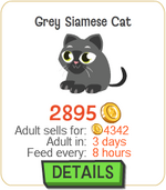 Grey Siamese Cat New