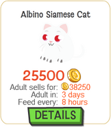 Albino Siamese Cat New