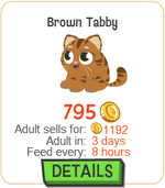 Brown Tabby New