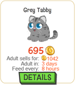 Grey Tabby New