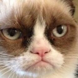 Grumpy Cat - Wikipedia