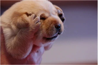 Headache Puppy.