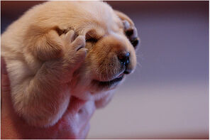 Headache.jpg