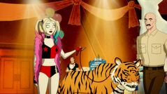 Harley and the tiger
