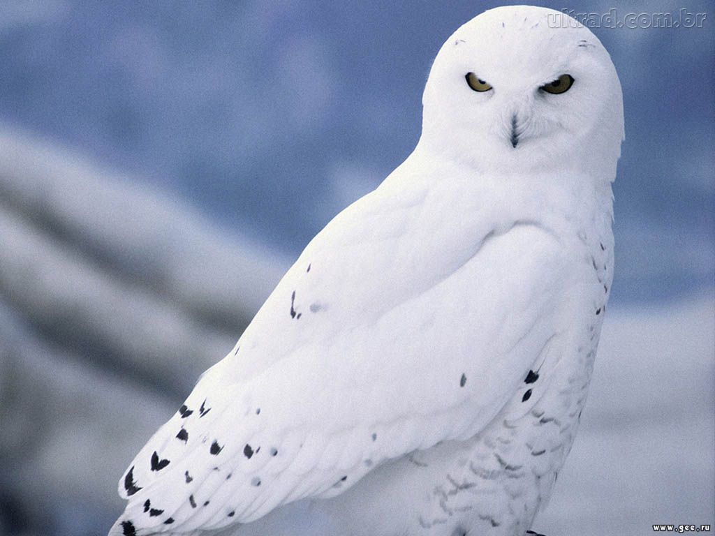 Owls, Pottermore Wiki