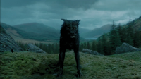 Padfoot