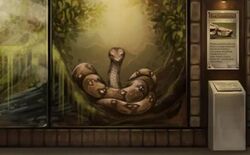 Boa Constrictor