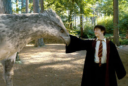 Harry-touches-buckbeak-1050x0-c-default