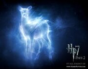 Patronus lily