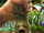 B2C6M2 cropped Mandrake.png