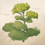 Lady's Mantle MA