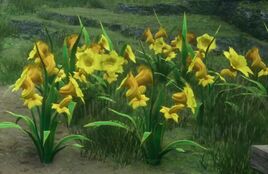 Honking daffodils HL