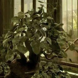 Plants