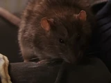 Rat
