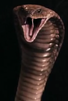 Cobra