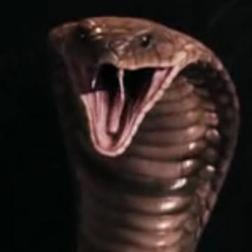 Cobra Harry Potter Wiki Fandom