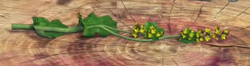 Lady'sMantle