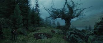 Whompingwillow