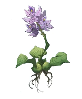 Water hyacinth