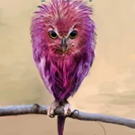 jobberknoll harry potter