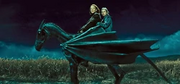 Bill e Fleur su un Thestral