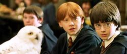 ヘドウィグ Harry Potter Wiki Fandom