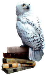 Hedwig, Harry Potter Wiki