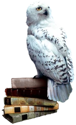 Hedwig books