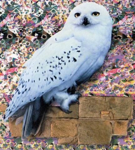 Hedwig, Harry Potter Wiki