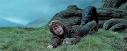 Sirius ron whomping willow