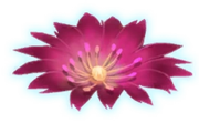 Bitter root WU