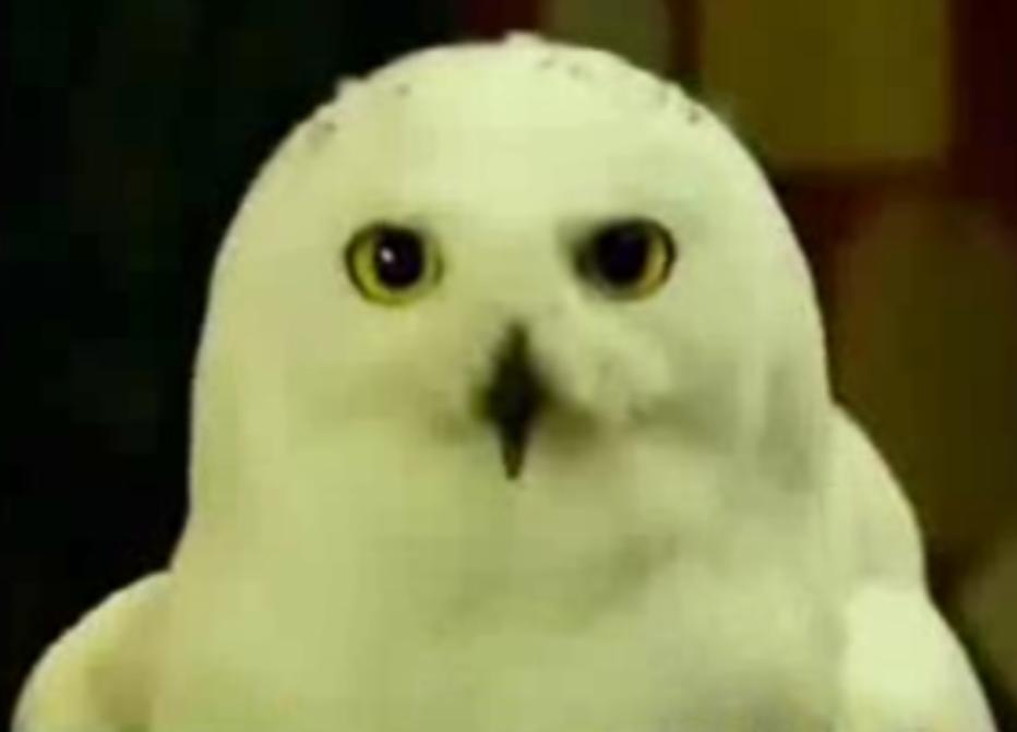 Owls, Pottermore Wiki