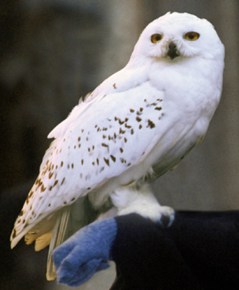 Hedwig Snowy Owl PM