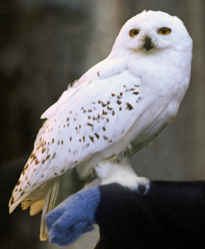 Hedwig Harry Potter Owl – Paint By Number