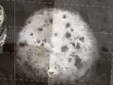 Appaloosa Puffskein
