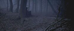 Harry Potter at the Forest