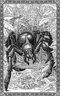 Un Acromantula nel suo habitat naturale