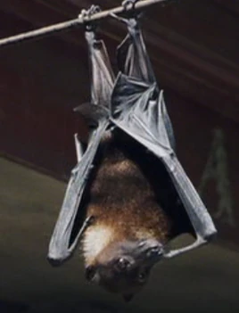 Bat