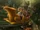 Flight of the Hippogriff WWHP.jpg
