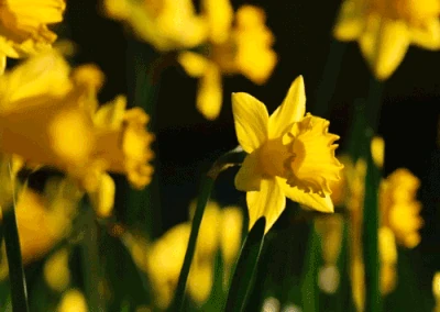 Narsissit3