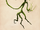 Bowtruckle.png